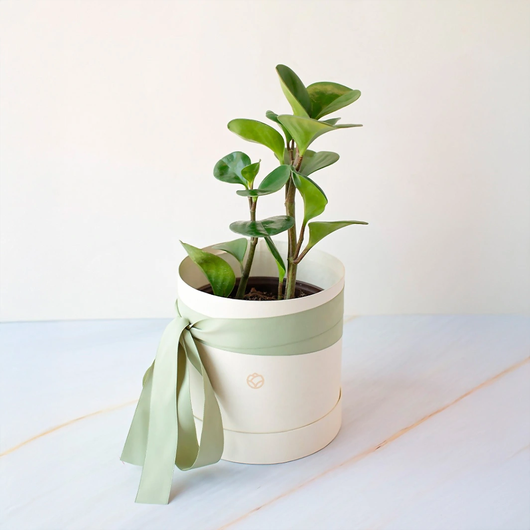 Planta del Éxito en Caja 10995