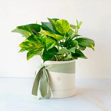 Planta Julieta en Caja 10996