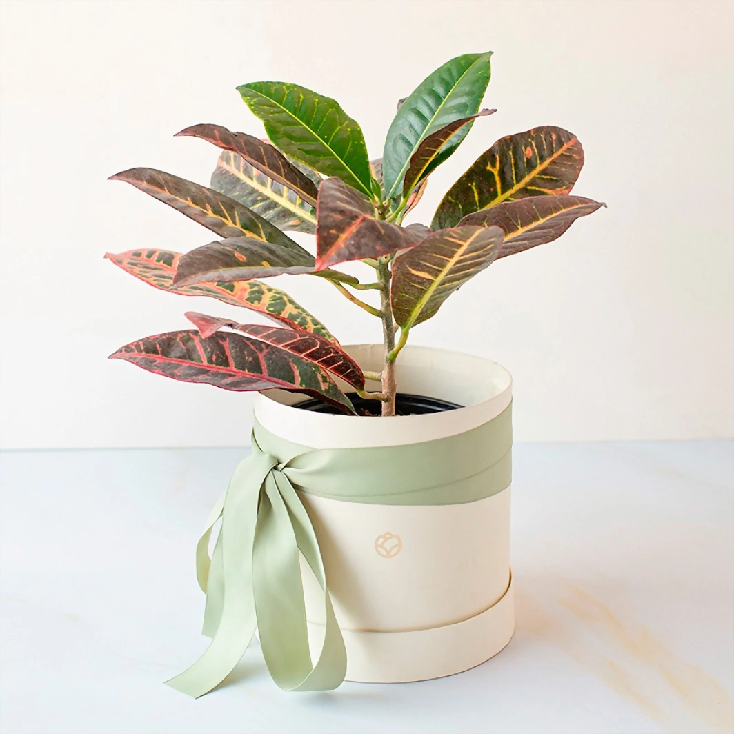 Planta de la Buena Energía en Caja 10997