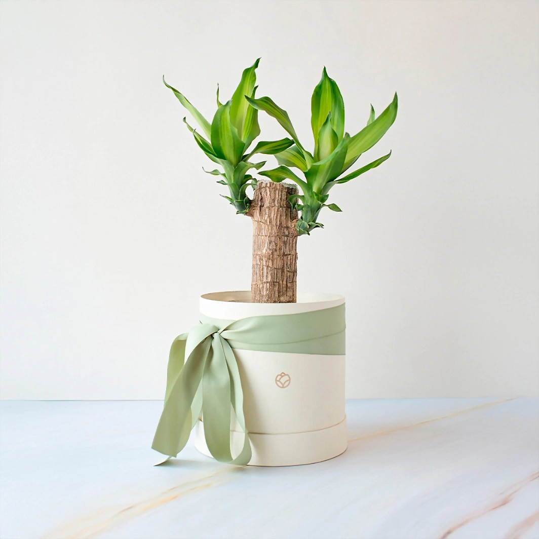 Palo de Brasil en Caja 10998