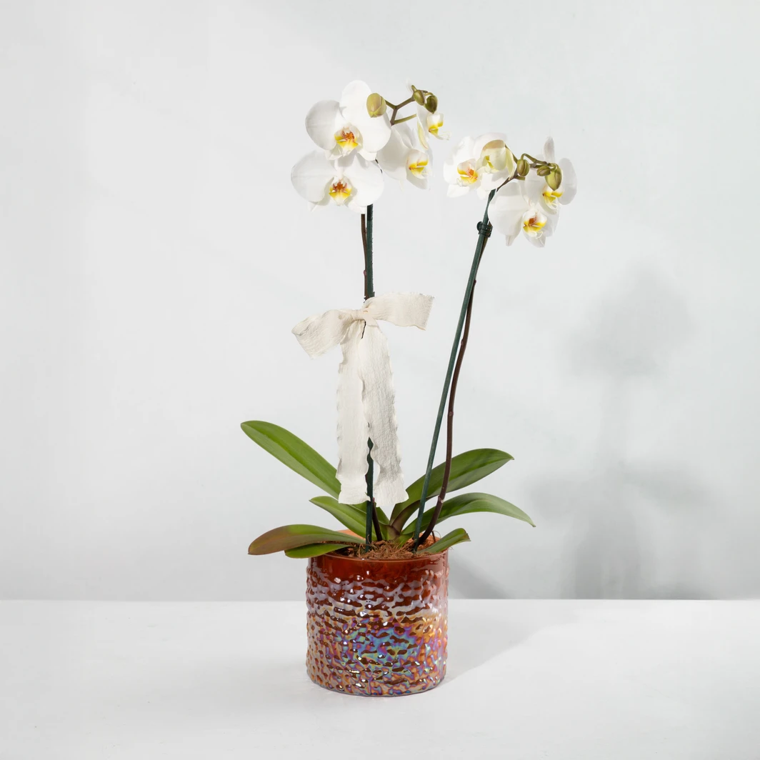 White Orchid in Glass Pot 12041-A