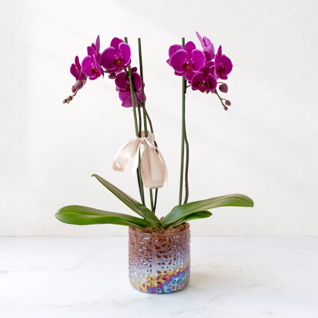Orquídea Morada en Maceta de Cristal 12042-A