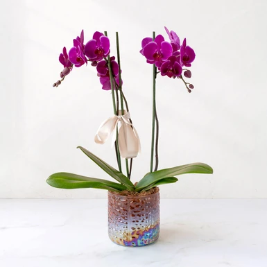 Orquídea Morada en Maceta de Cristal 12042-A