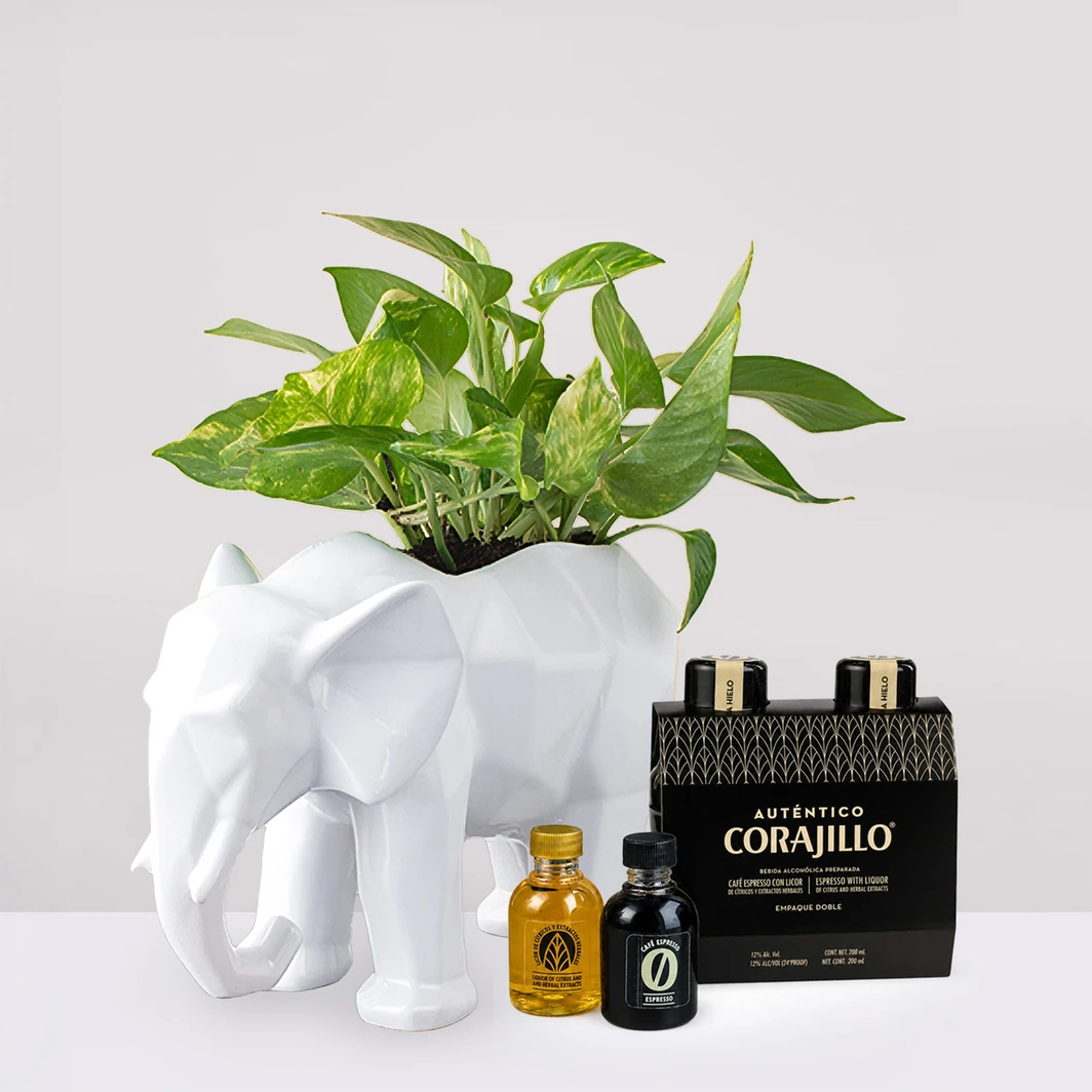 Corajillo con Planta Teléfono 12052