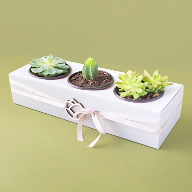 3 Pack de Suculentas 12763