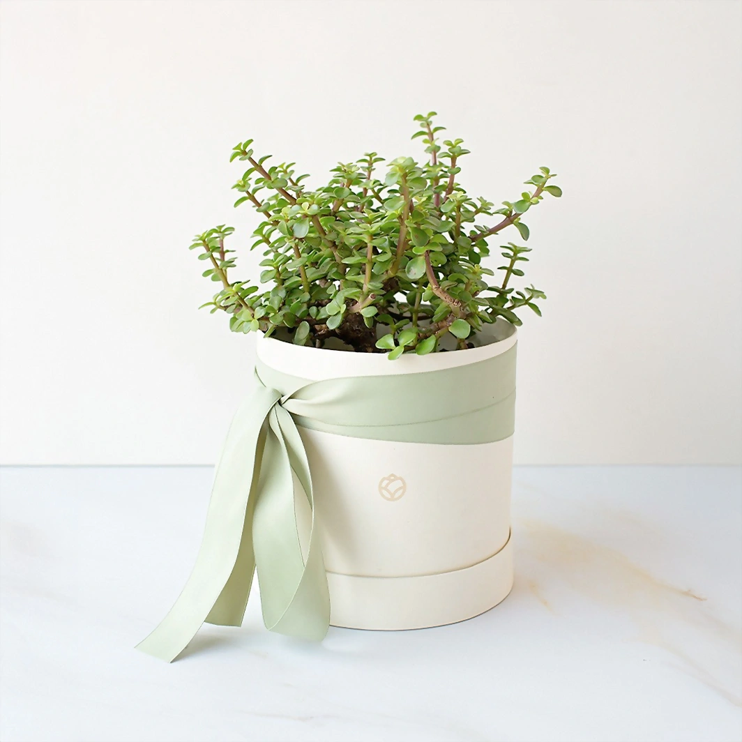 Árbol de la abundancia en Caja 13422