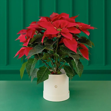 Nochebuena roja en Caja gris 13883