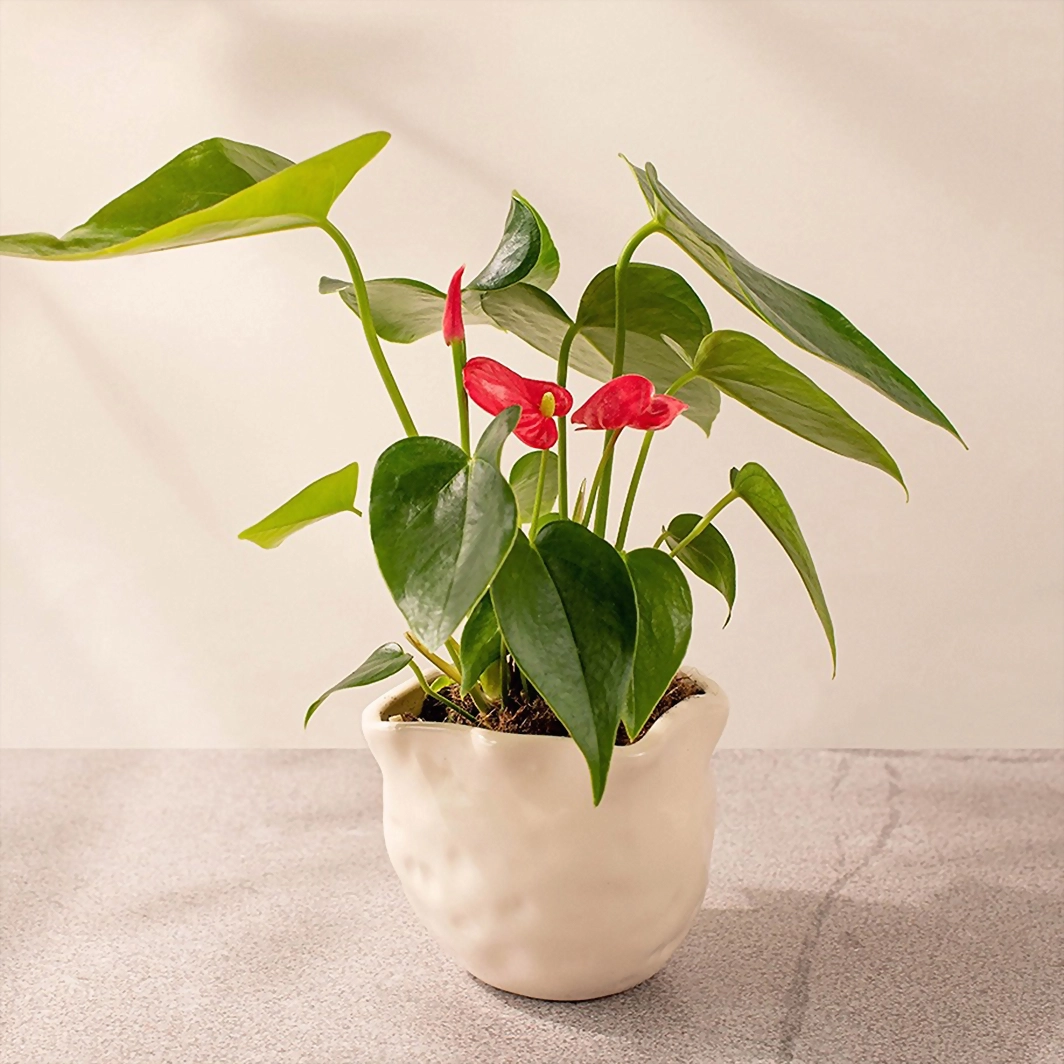 Mini anturio rosa en maceta beige 13976-A