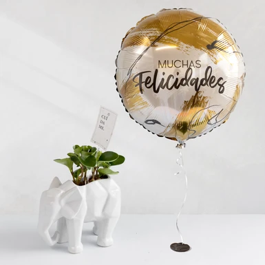 Globo Felicidades y Planta del Éxito en Maceta de Elefante 16301