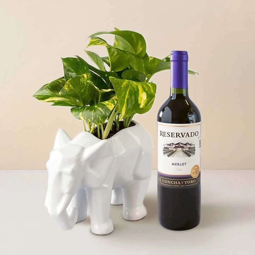 Kit de la Fortaleza con Vino Tinto 16312