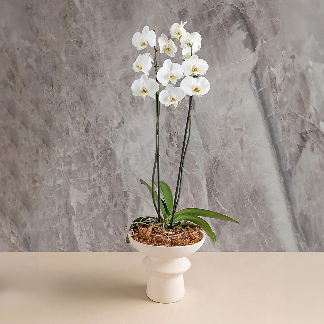 Orquídea Blanca en Base Virtud 17964
