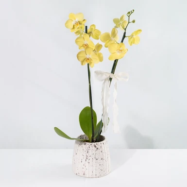 Orquídea Amarilla Base Cristal 18025