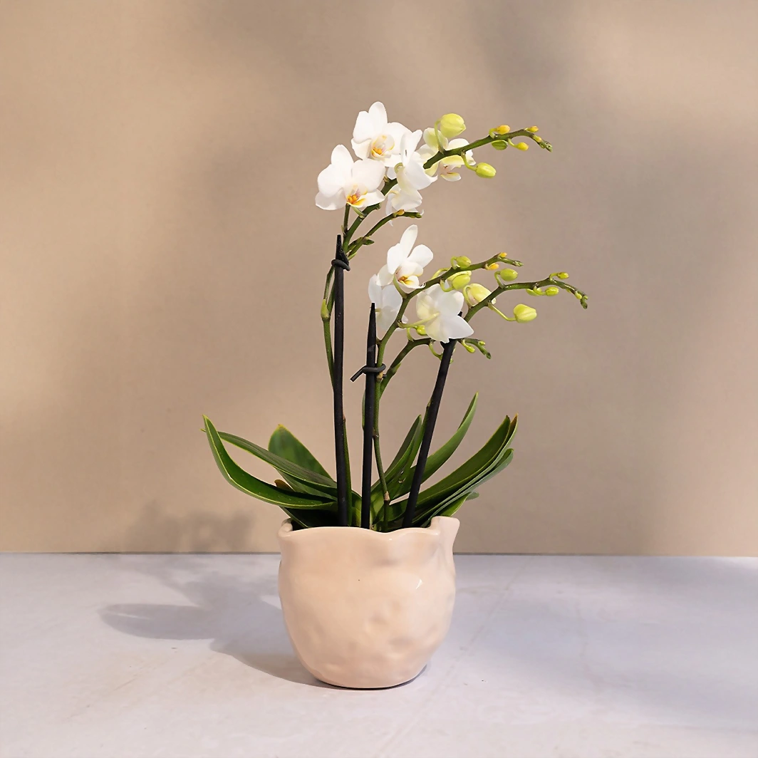 Mini orquídea blanca en maceta beige 18970