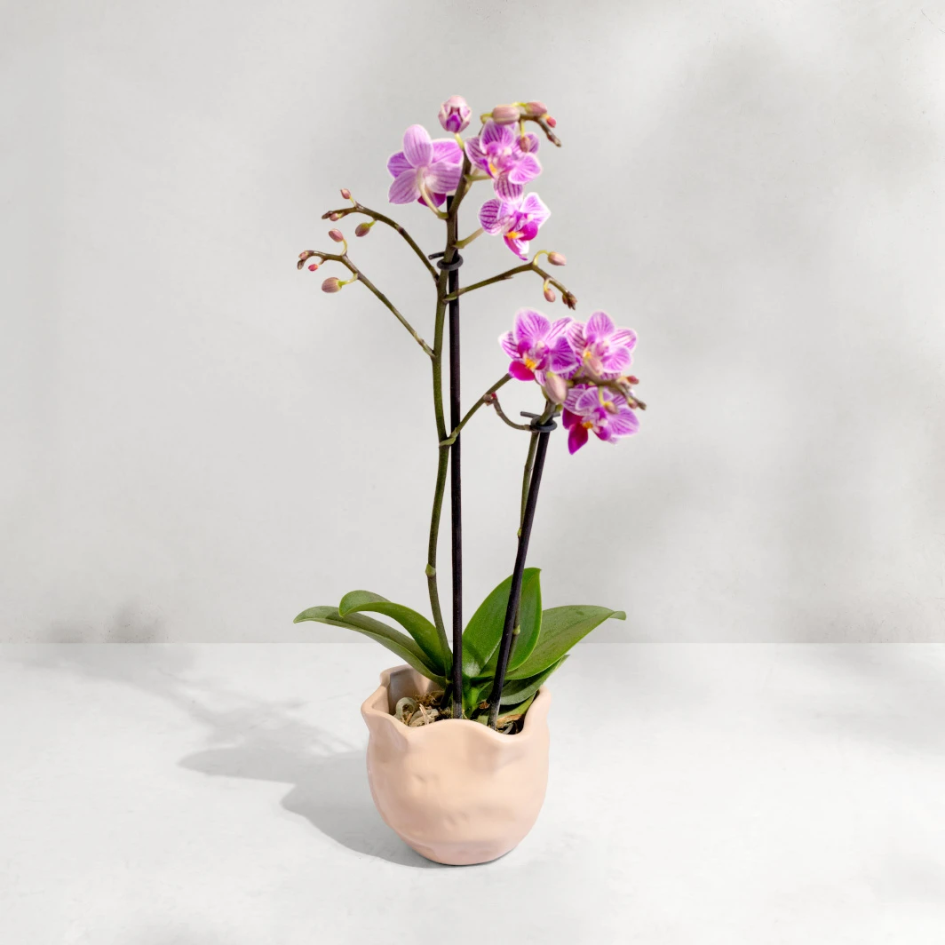 Mini orquídea morada en maceta beige 18971