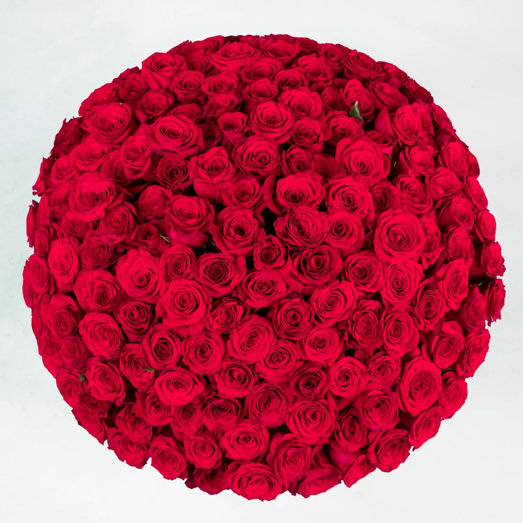 Ramo con 150 Rosas Rojas Enviaflores 1418