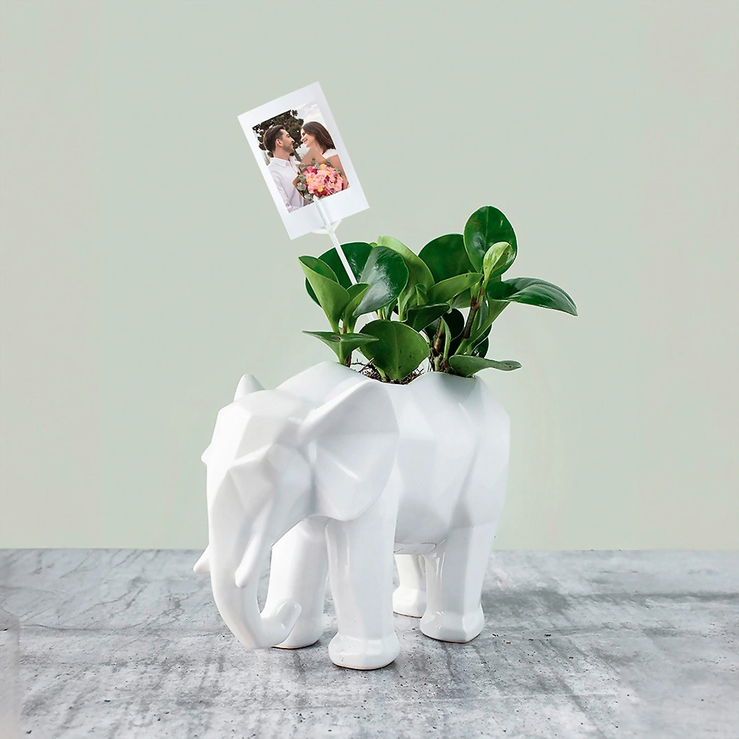 Personaliza con Mini Foto Planta del Éxito en Elefante 19393