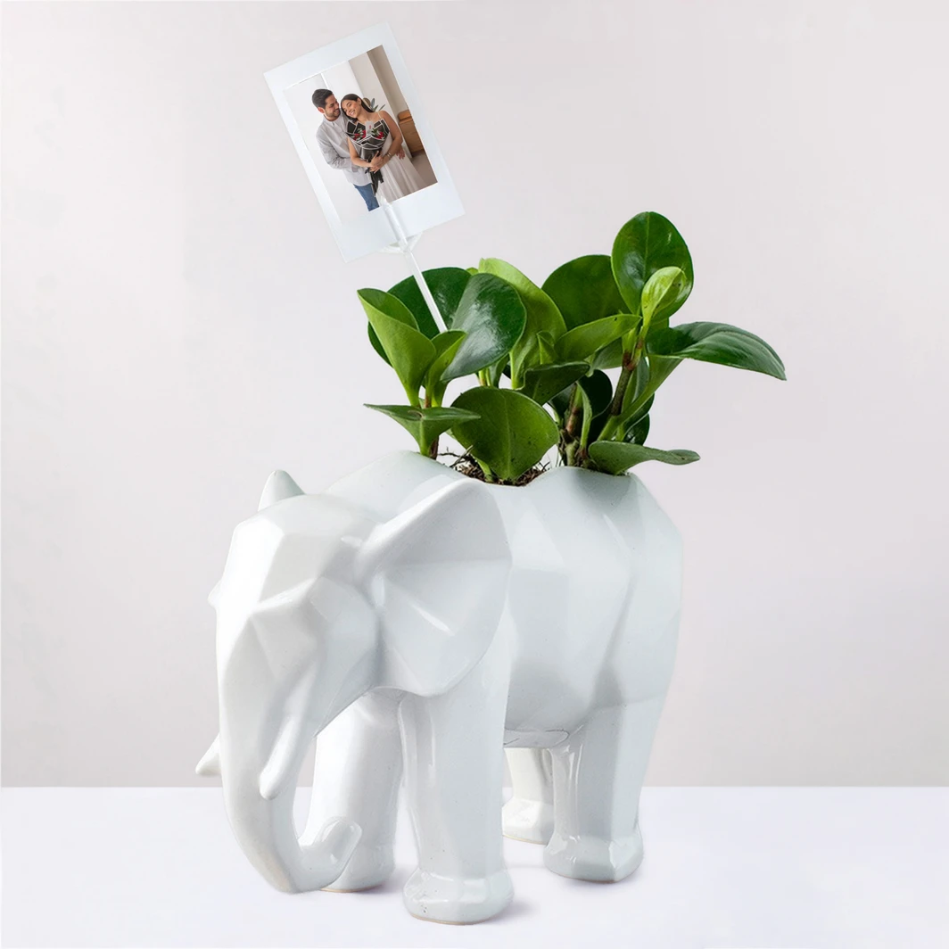 Personalize with Mini Photo Plant of Success in Elephant 19393