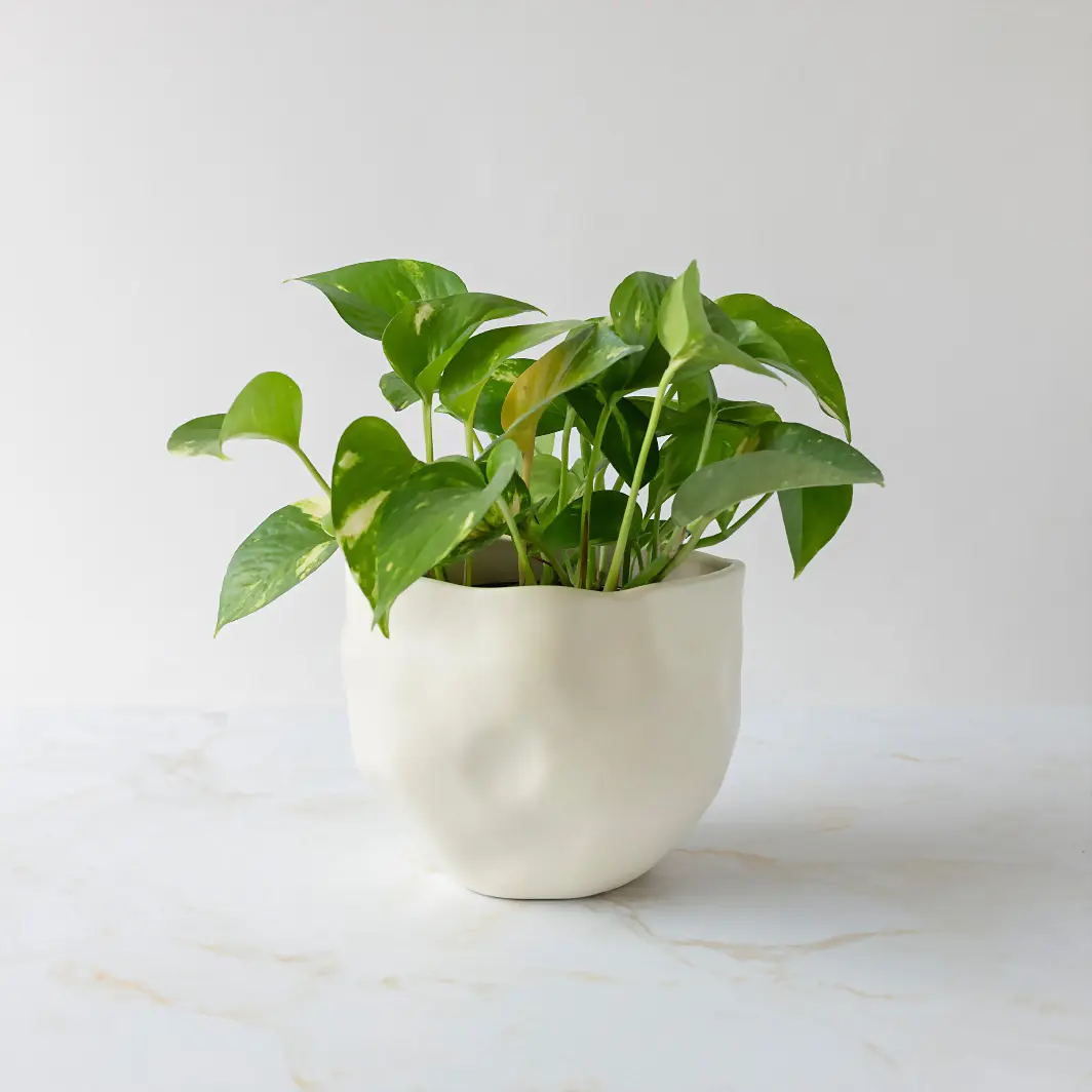 Fortress Plant in Ceramic Pot 19915