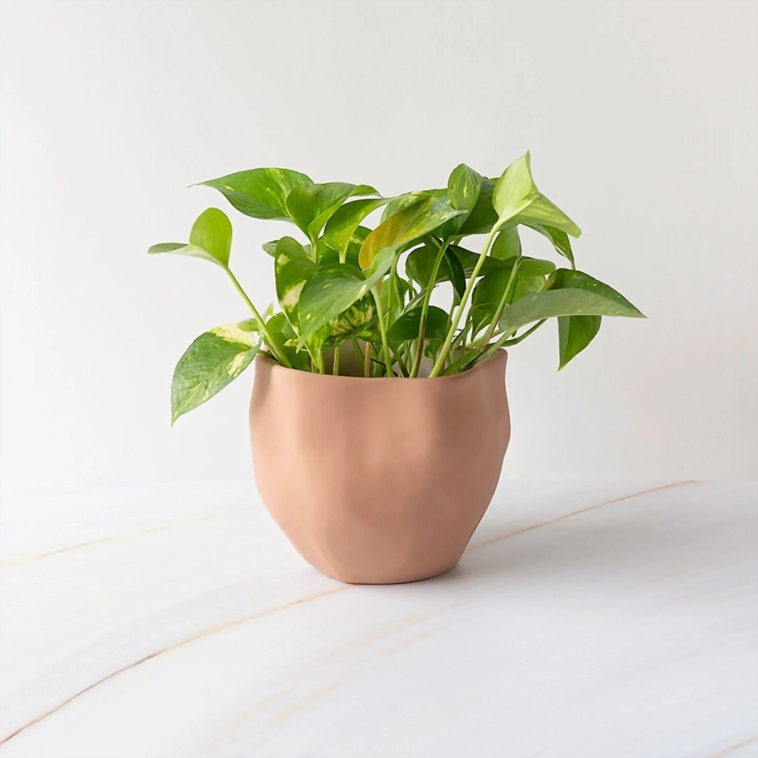 Planta de la Fortaleza en Maceta de Cerámica 19916