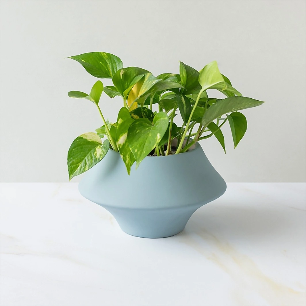 Fortress Plant in Ceramic Pot 19918