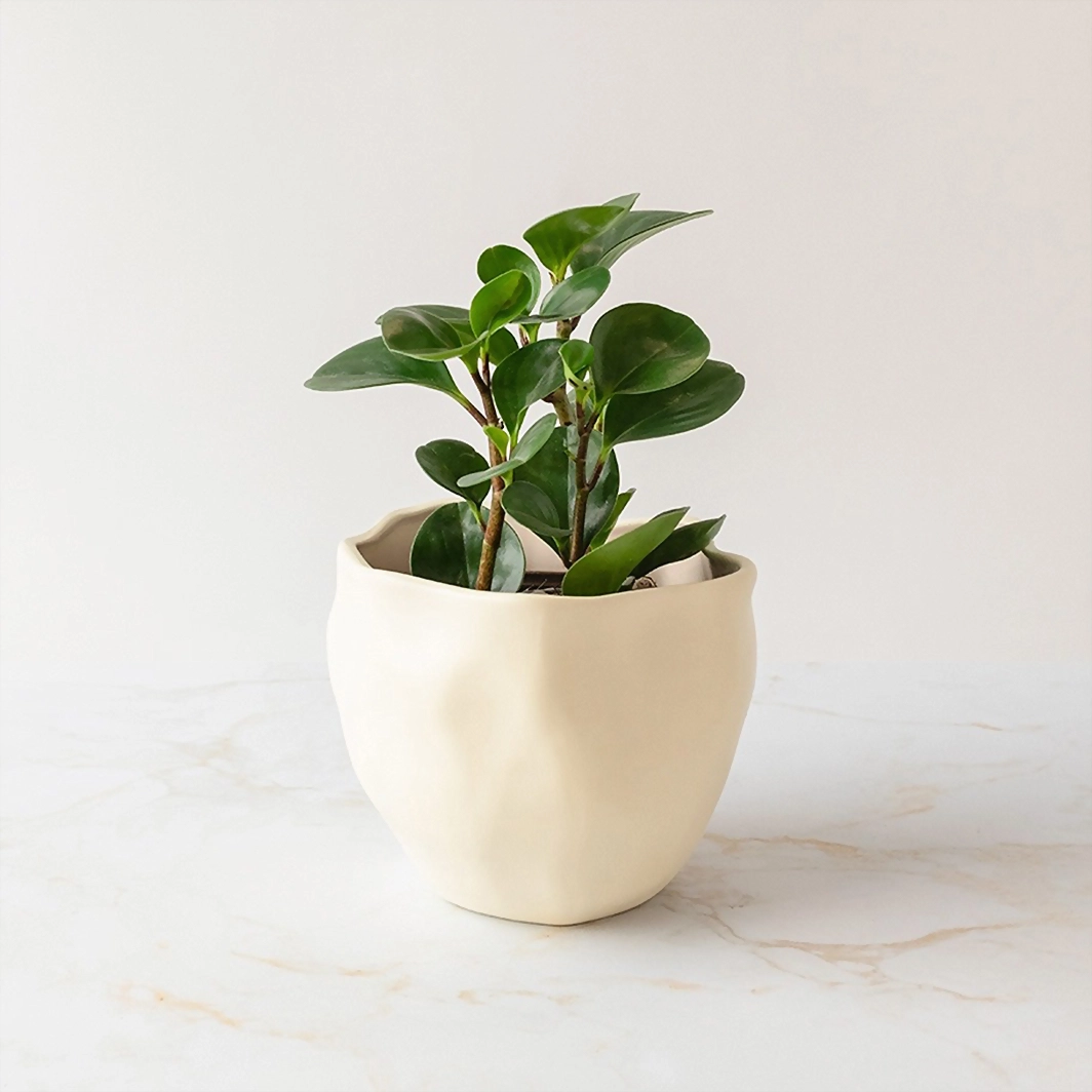 Success Plant in Ceramic Pot 19919