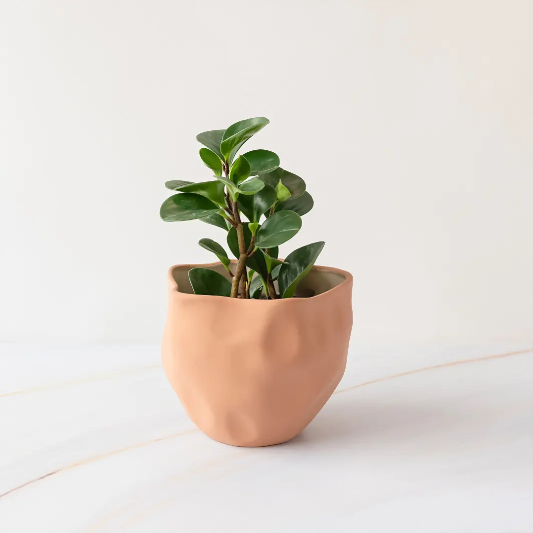 Planta del Éxito en Maceta Cerámica 19920