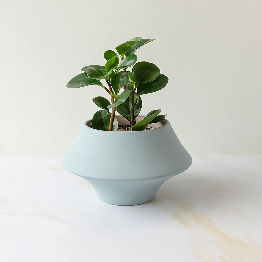 Success Plant in Ceramic Pot 19922