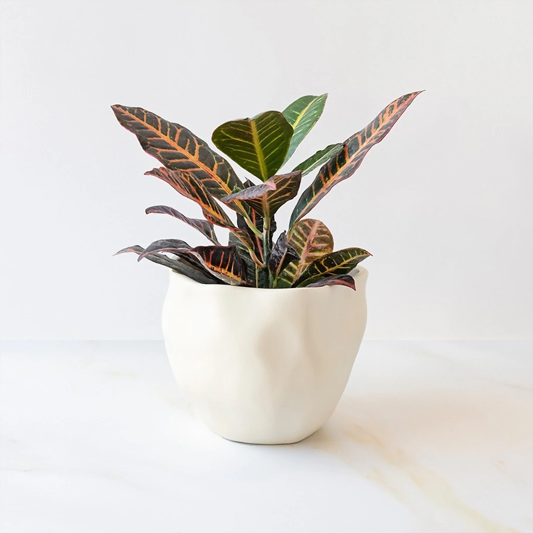 Good Energy Plant in Ceramic Pot 19972