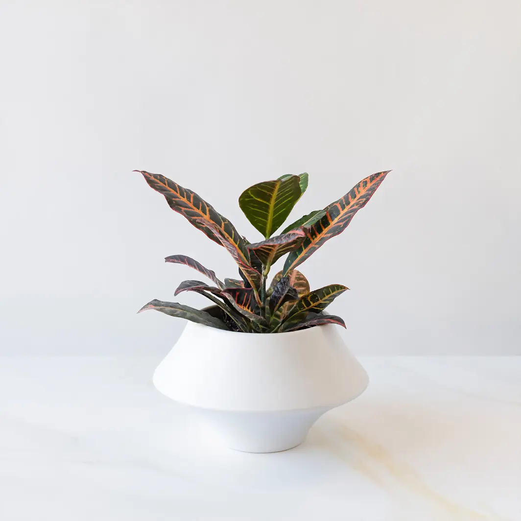 Good Energy Plant in Ceramic Pot 19974