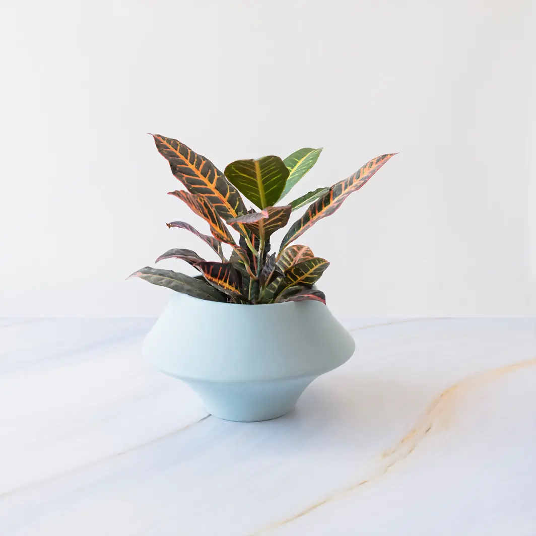 Good Energy Plant in Ceramic Pot 19975