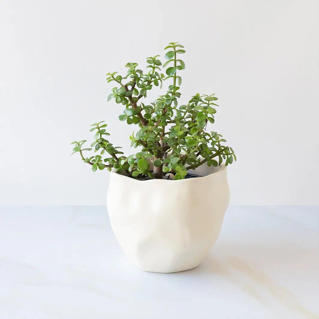 Tree of Abundance in Ceramic Pot 19980