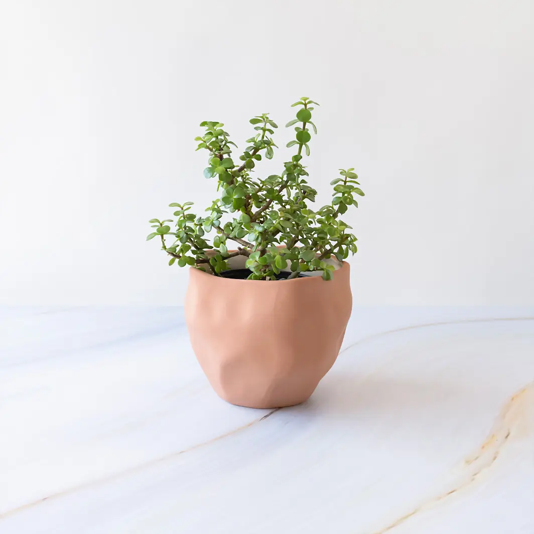 Árbol de la Abundancia en Maceta Cerámica 19981