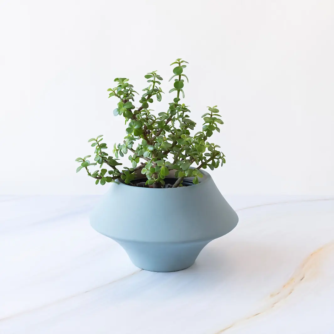 Árbol de la Abundancia en Maceta Cerámica 19983