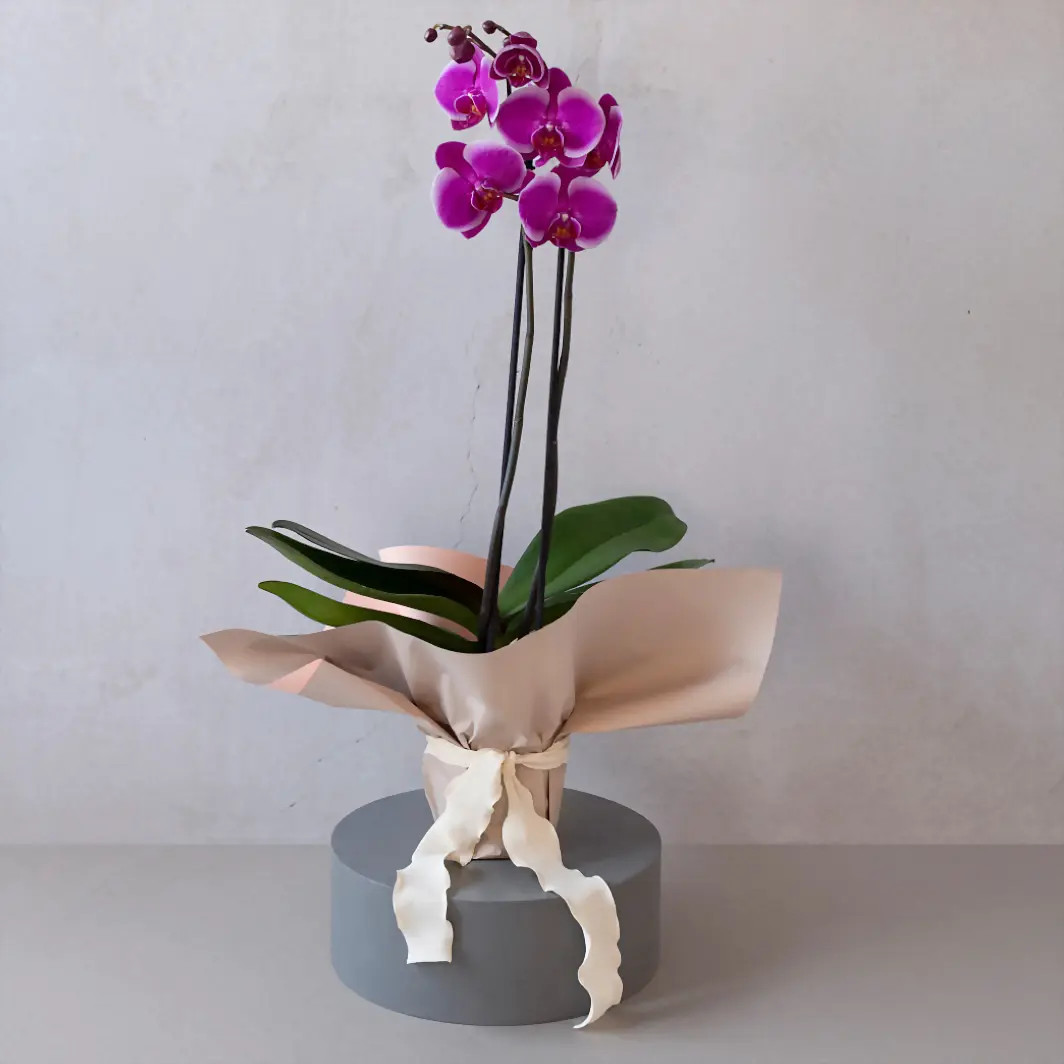 Purple Orchid on Paper 20080