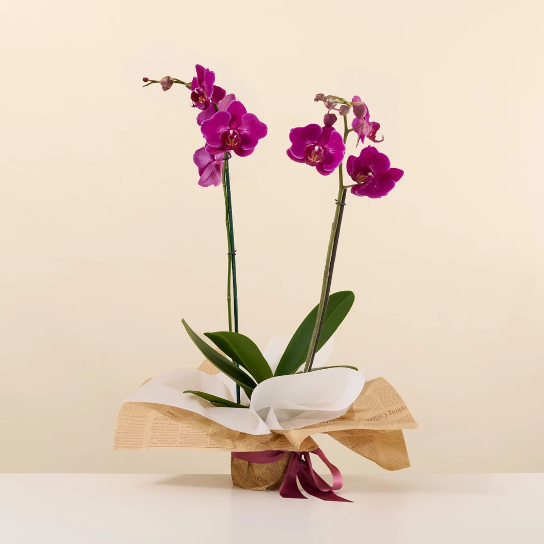 Orquídea Morada en Papel 20080