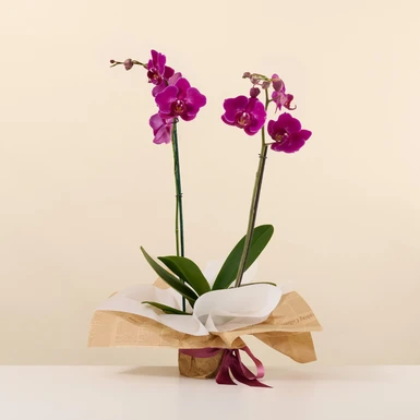 Orquídea Morada en Papel 20080