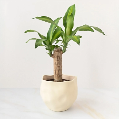 Brazilwood in Ceramic Pot 20131