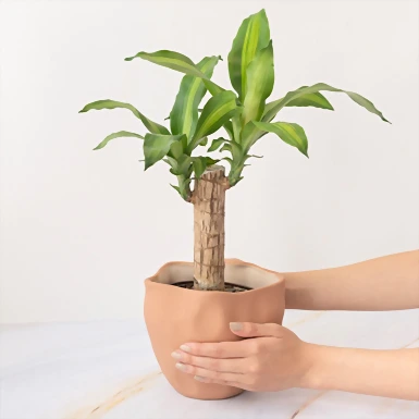 Brazilwood in Ceramic Pot 20132