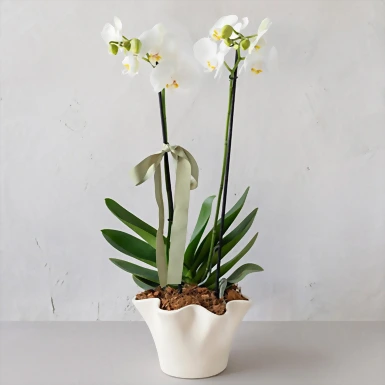Orquídea Blanca en Base Beige 20143