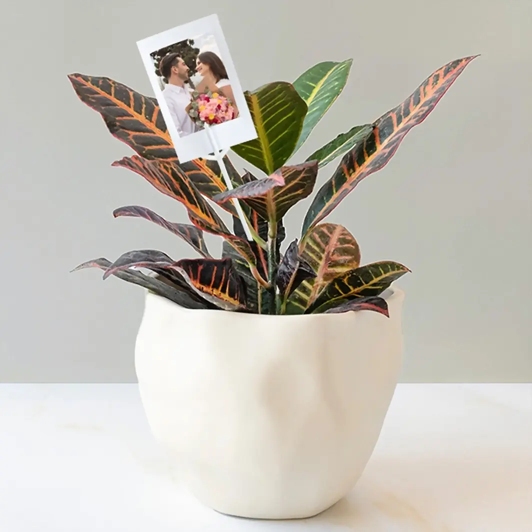 Personaliza con Mini Foto Planta de la Buena Energía 20291