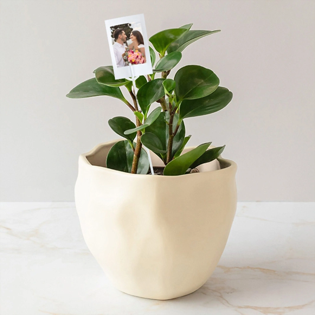 Personaliza con Mini Foto Planta del Éxito 20292