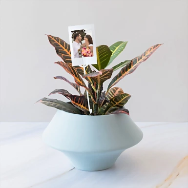 Personaliza con Mini Foto Planta de la Buena Energía 20294