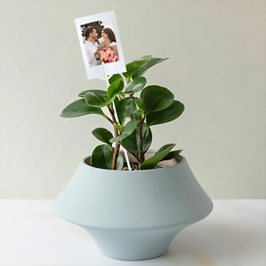 Personaliza con Mini Foto Planta del Éxito 20295