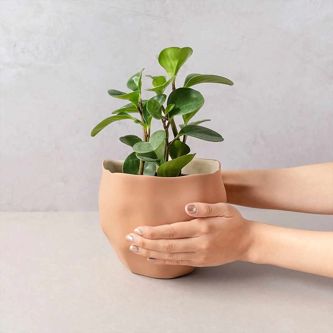 Plant of Success with Giant Balloon ''Happy Birthday'' 20665