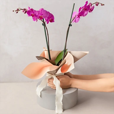 Orquídea Morada con Arreglo de Globos ''Happy Birthday'' 20676