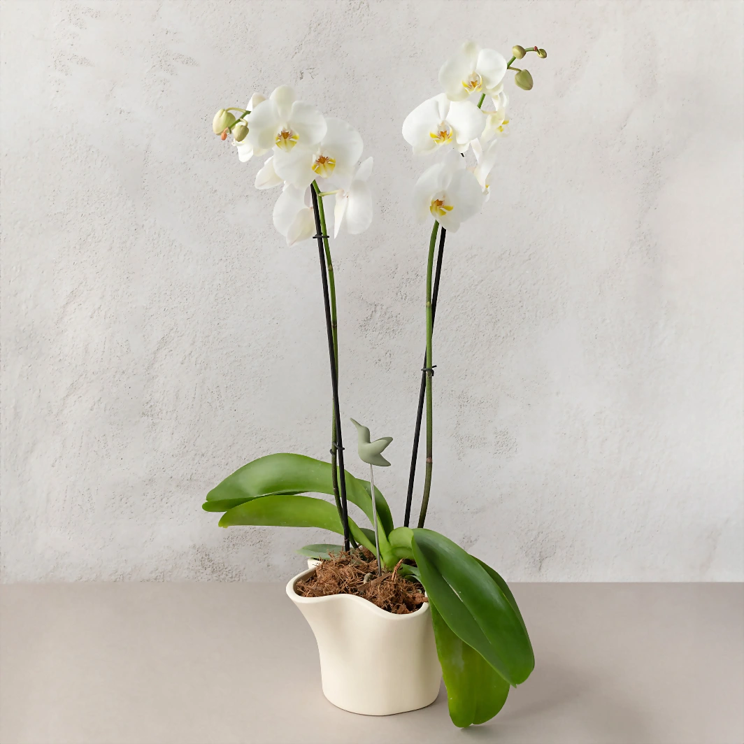 Orquídea Blanca con Distintivo Colibrí 20876