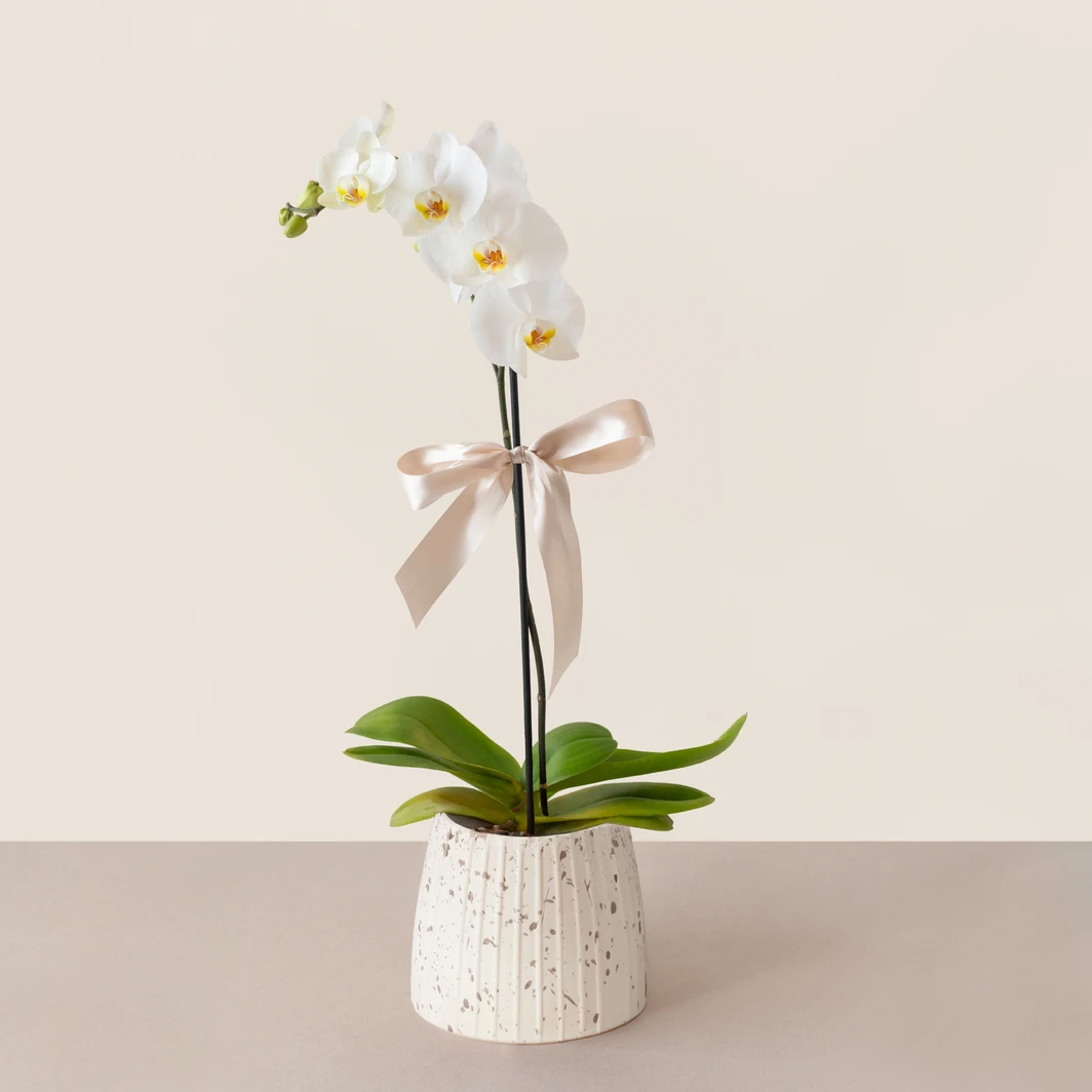 Orquídea Blanca en Maceta Cristal 21603