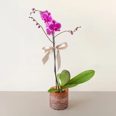 Orquídea Morada en Maceta Cristal 21604