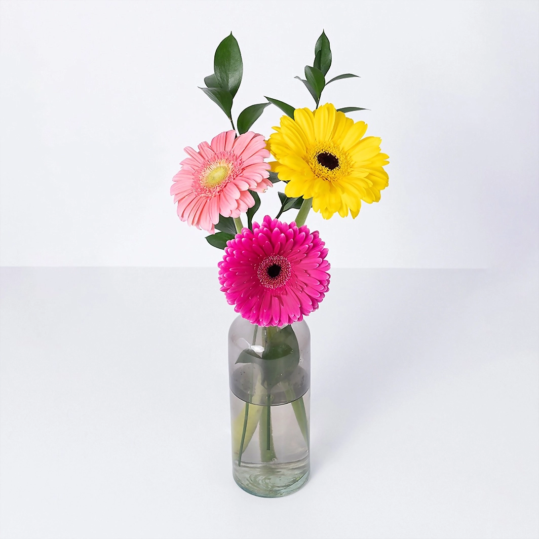 Multicolor Gerbera Violet 21629