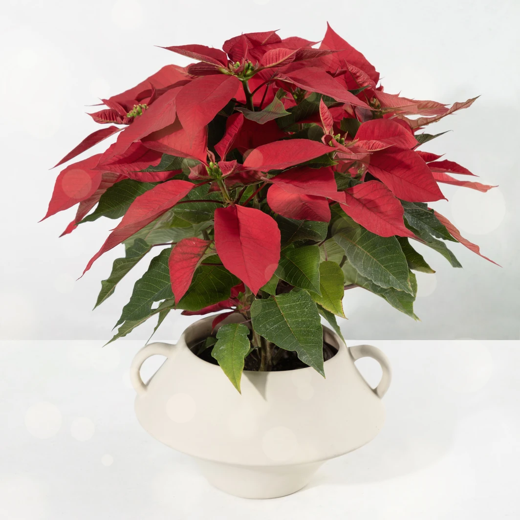 Christmas Eve in Ceramic Pot 21847